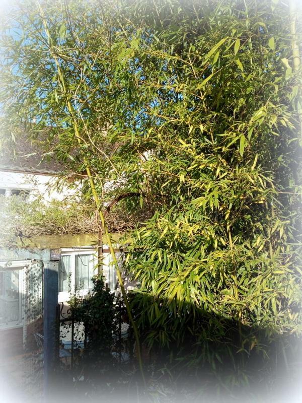 La Maison D'Hocquincourt Bléneau Esterno foto